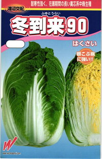 渡辺農事 ハクサイ 白菜 冬到来90 コート5000粒