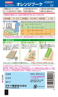 タキイ種苗 カリフラワー オレンジブーケ（オレンジドーム）20ml