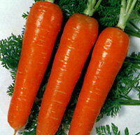 サカタのタネ ニンジン 人参 にんじん　春蒔金港五寸　2dl