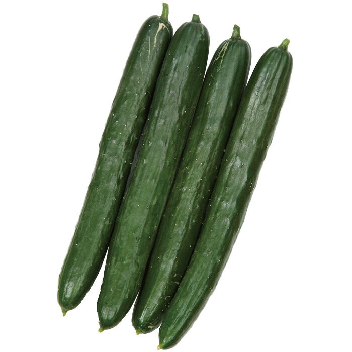 サカタのタネ キュウリ 胡瓜 きゅうり　うどんこ病に強い節成地這　小袋