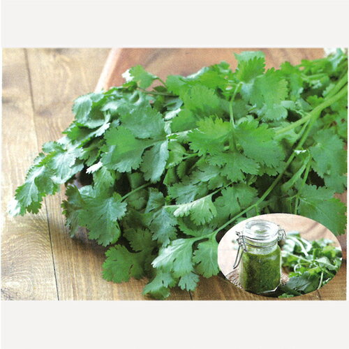 サカタのタネ パクチー　ぱくぱく　1L