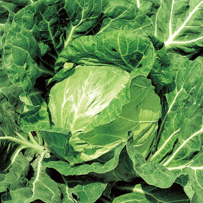 サカタのタネ キャベツ 金系201EX 2000粒