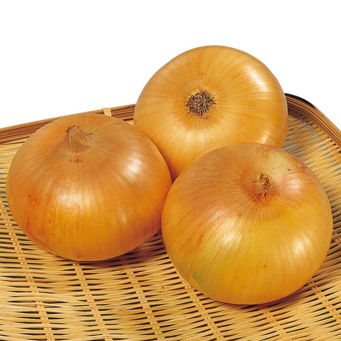 サカタのタネ タマネギ 玉葱 泉州中高黄 1L