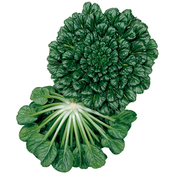 サカタのタネ 中国野菜 タァツァイ 小袋