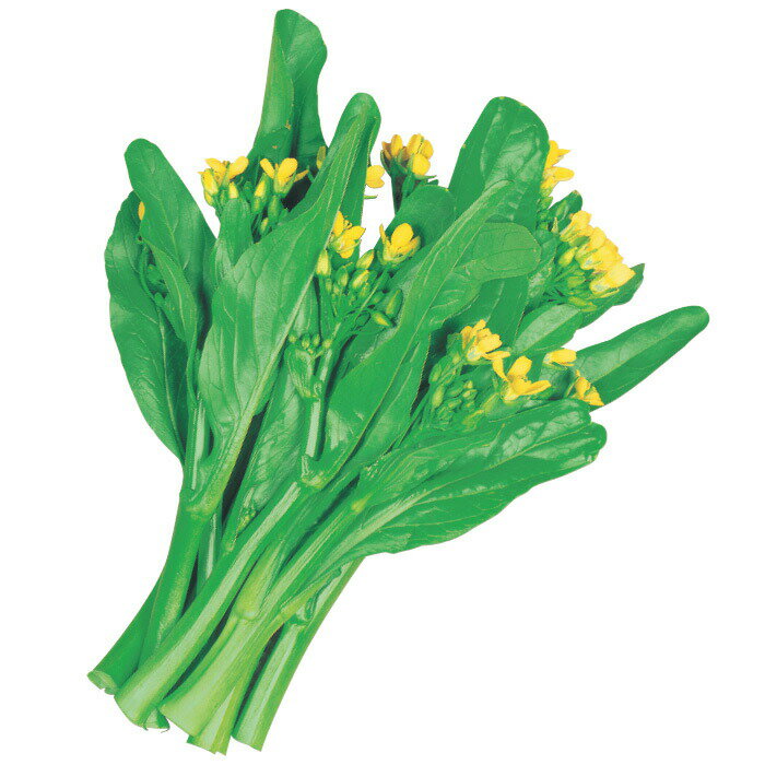 サカタのタネ 中国野菜 中国菜心 小袋