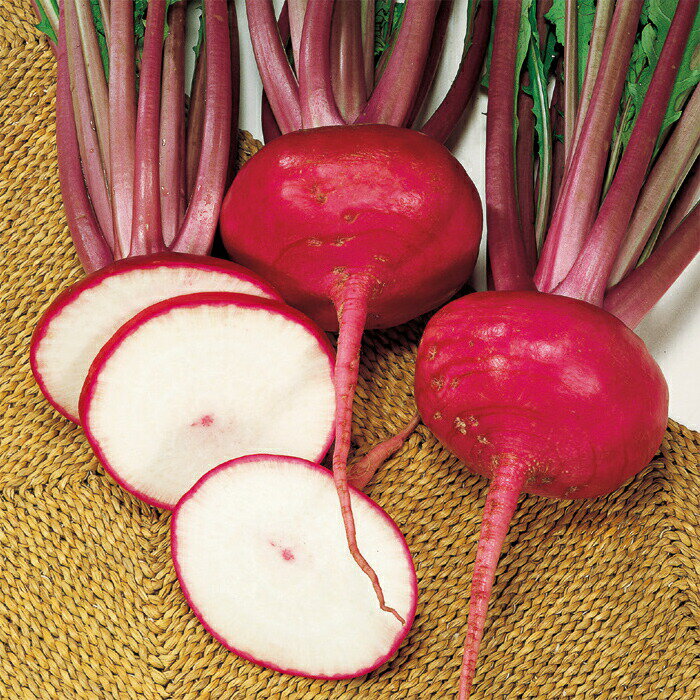 サカタのタネ カブ 蕪 恵星紅 20ml