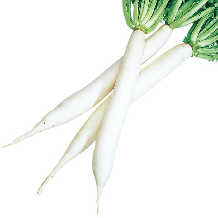 サカタのタネ 　ダイコン 練馬沢庵大根 小袋