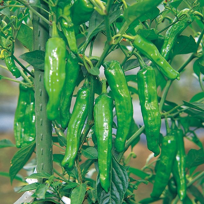 サカタのタネ シシトウ 翠臣 小袋のサムネイル