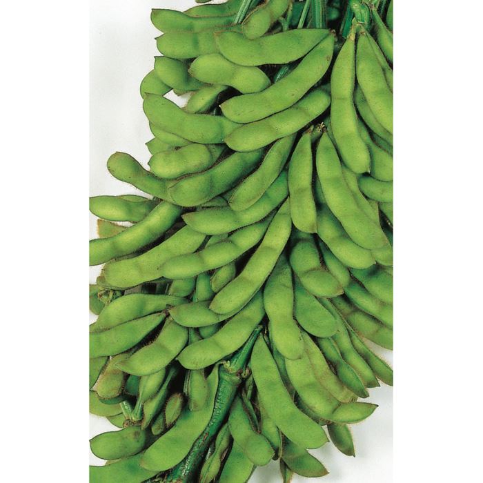 ġݥå 㤨֥Υ ޥ Ʀ Ƥ ޡפβǤʤ275ߤˤʤޤ