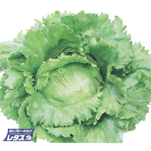 サカタのタネ レタス　インターセプト　ペレット5000粒　PVP