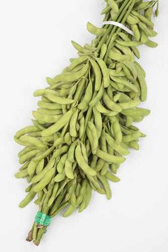 サカタのタネ　エダマメ 枝豆 えだまめ　とびきり　1L