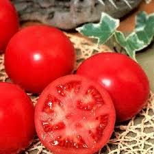 サカタのタネ トマト 麗旬 【PRIMAX】1000粒