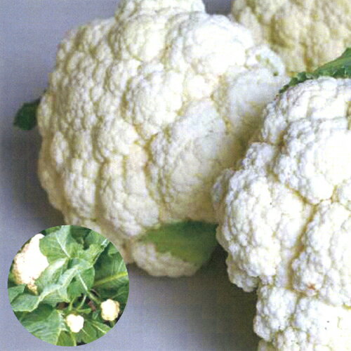 松永種苗 カリフラワー　パールロード　コート1000粒