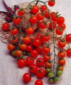 松永種苗 トマト とまと ちびまるこ 小袋