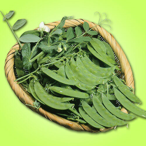 松永種苗 エンドウ えんどう 豌豆　砂糖エンドウ 白星　小袋