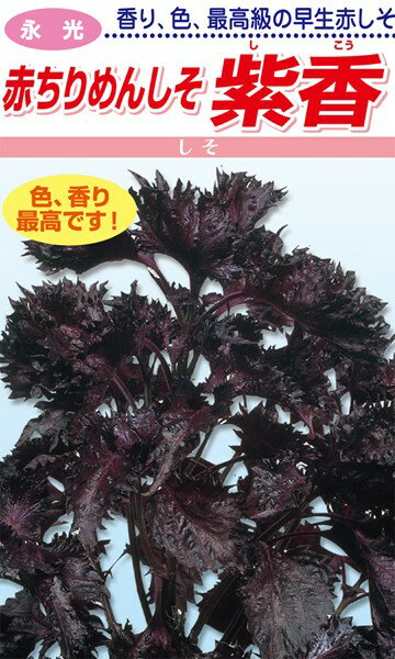 【楽天市場】松永種苗 シソ 紫蘇 赤ちりめんしそ 紫香 小袋：種苗・園芸ショップ 種もり