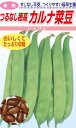 松永種苗 菜豆 つるなしカルナ菜豆 小袋