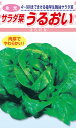松永種苗 サラダ菜 うるおい 小袋