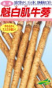松永種苗 ゴボウ 魁白肌牛蒡 20ml