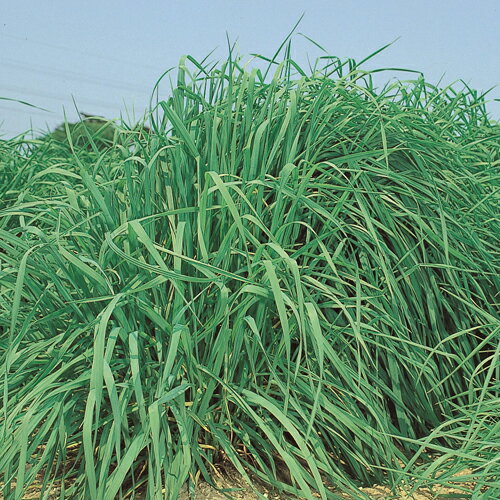 タキイ種苗 芝 牧草 緑肥用　チモシー クライマックス　1kg