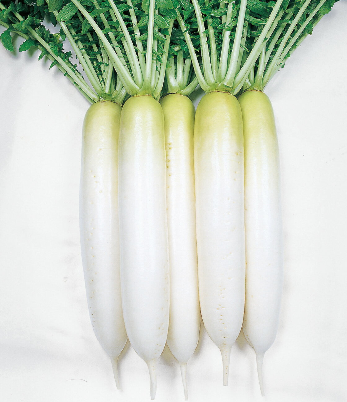 タキイ種苗 ダイコン 大根 YRくらま 2dl