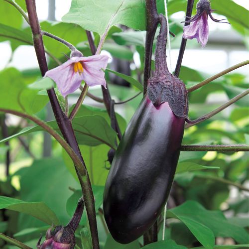 タキイ種苗 茄子 ナス なす　PCお竜　DF