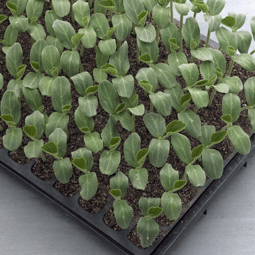 タキイ種苗 スイカ かんぴょう台木　ギガント　1000粒