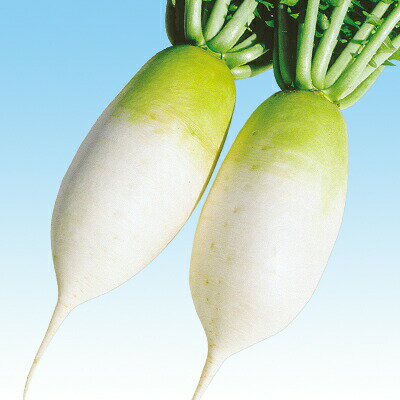 ナカハラのたね ダイコン 大根 キムチ大根 800粒