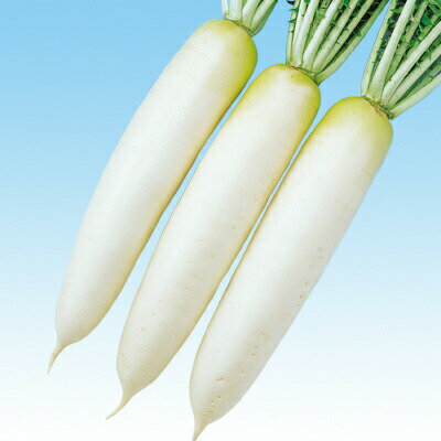 ナカハラのたね ダイコン 大根 長型春づまり大根 コート5000粒