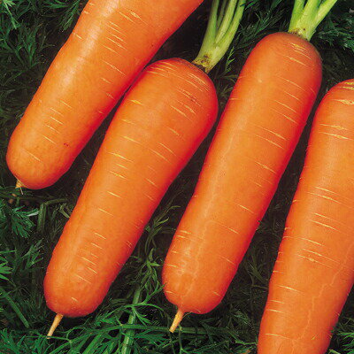 ナカハラのたね ニンジン 人参 福あかね人参 L コート 200粒