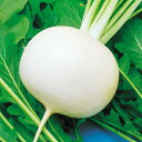 ナカハラのたね カブ 蕪 CRにしき蕪 20ml