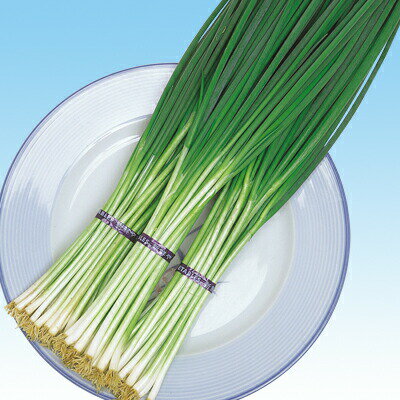 ナカハラのたね ネギ 葱 鴨頭ねぎ 20ml