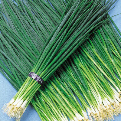 ナカハラのたね ネギ 葱 博多九条葱 20ml