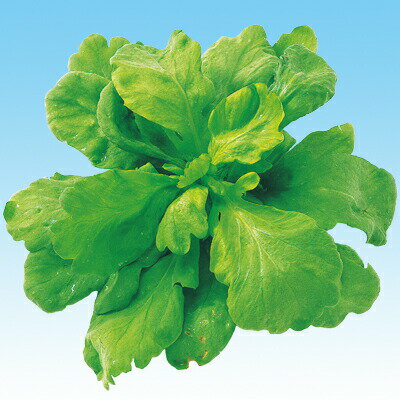 ナカハラのたね シュンギク 春菊 サラダ春菊 アパッチコート種子 小袋