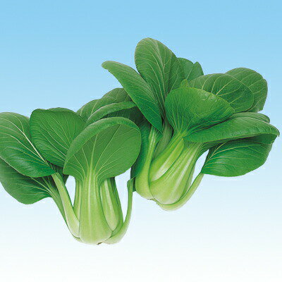ナカハラのたね 中国野菜 夏八仙チンゲンサイ 20ml