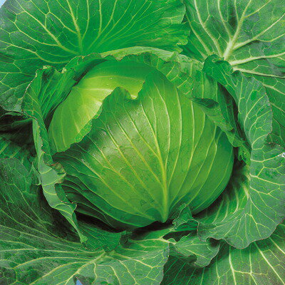 ナカハラのたね キャベツ YR冬武者甘藍 20ml