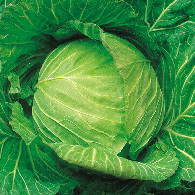 ナカハラのたね キャベツ はるなみ甘藍 小袋