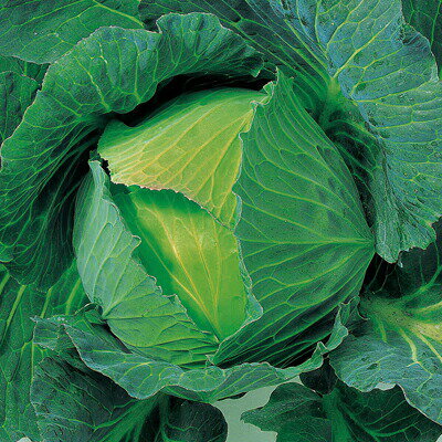 ナカハラのたね キャベツ YR冬まさり甘藍 Lコート 5000粒