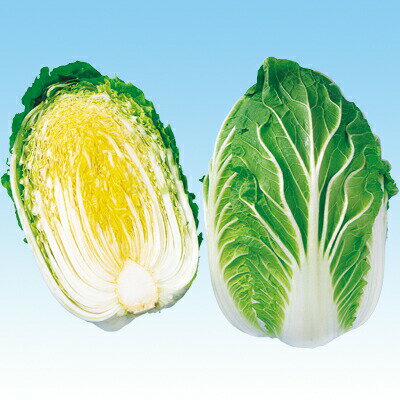 ナカハラのたね ハクサイ 白菜 黄力75日白菜 Lコート5000粒