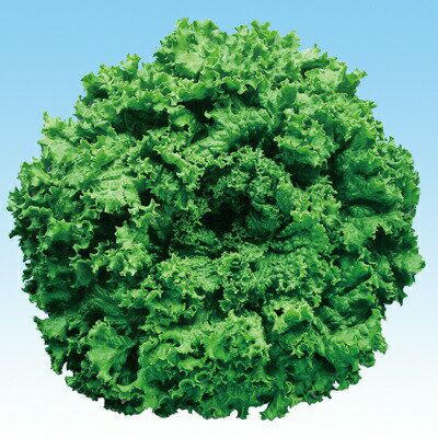 ナカハラのたね レタス ファンシーグリーン Lコート 200粒