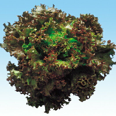 ナカハラのたね レタス ファンシーレッド Lコート5000粒