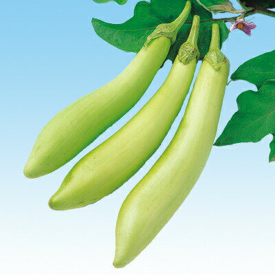 ナカハラのたね ナス 白長茄子 小袋のサムネイル