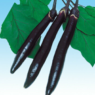 ナカハラのたね ナス 黒びかり博多長茄子 2000粒のサムネイル