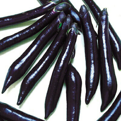 ナカハラのたね ナス 新長崎長茄子 2000粒のサムネイル