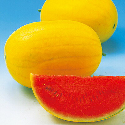 たね ナカハラのたね スイカ 種子 金竜西瓜 小袋