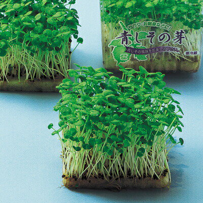 ナカハラのたね スプラウト 青しその芽 小袋
