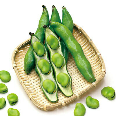 ナカハラのたね エンドウ 陵西一寸蚕豆 1L