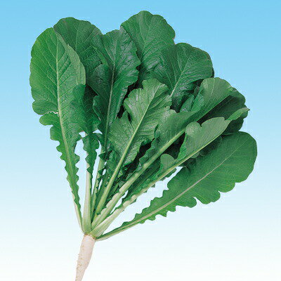 ナカハラのたね CRおとり大根 1L