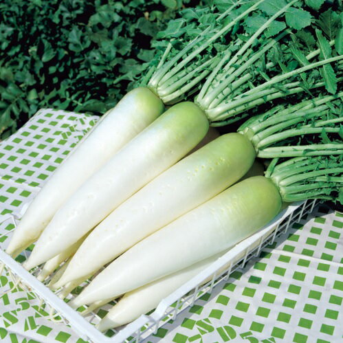 タキイ種苗 ダイコン 大根 おしん RFのサムネイル
