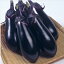 タキイ種苗 ナス 茄子 千両二号 RF 468円